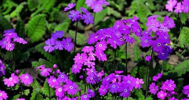 樱花的花语是什么？樱花在日本文化中代表了什么？