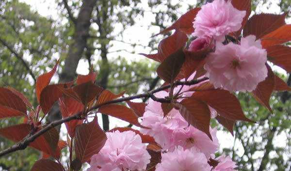 樱花的花语是什么？樱花在日本文化中代表了什么？