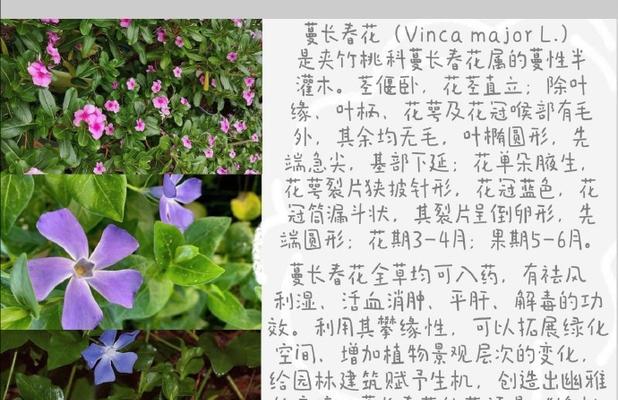 花朵成长花语是什么？植物生长的花语含义是什么？