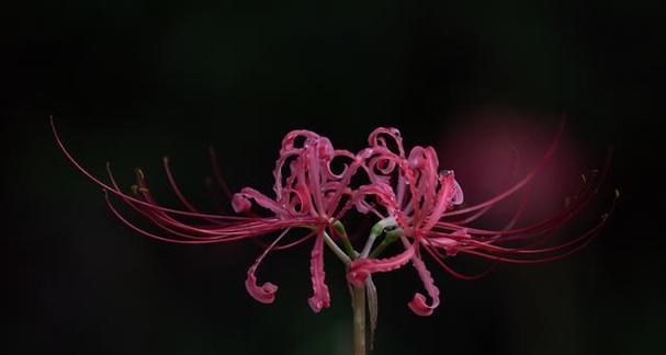 期待重逢的花语有哪些？哪种花象征着希望与重逢？