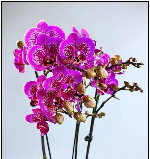 金凤玉露的寓意和花语是什么？它象征着什么？