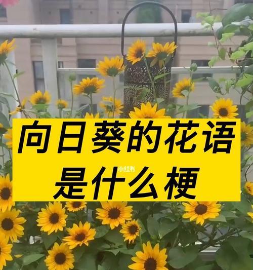 独断且专一的爱的花语是什么？哪种花语代表了坚定的爱？