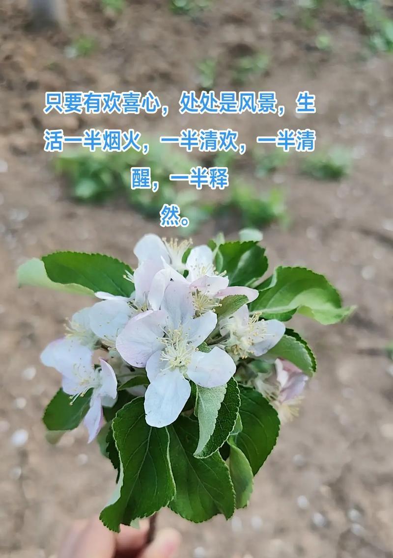 独断且专一的爱的花语是什么？哪种花语代表了坚定的爱？