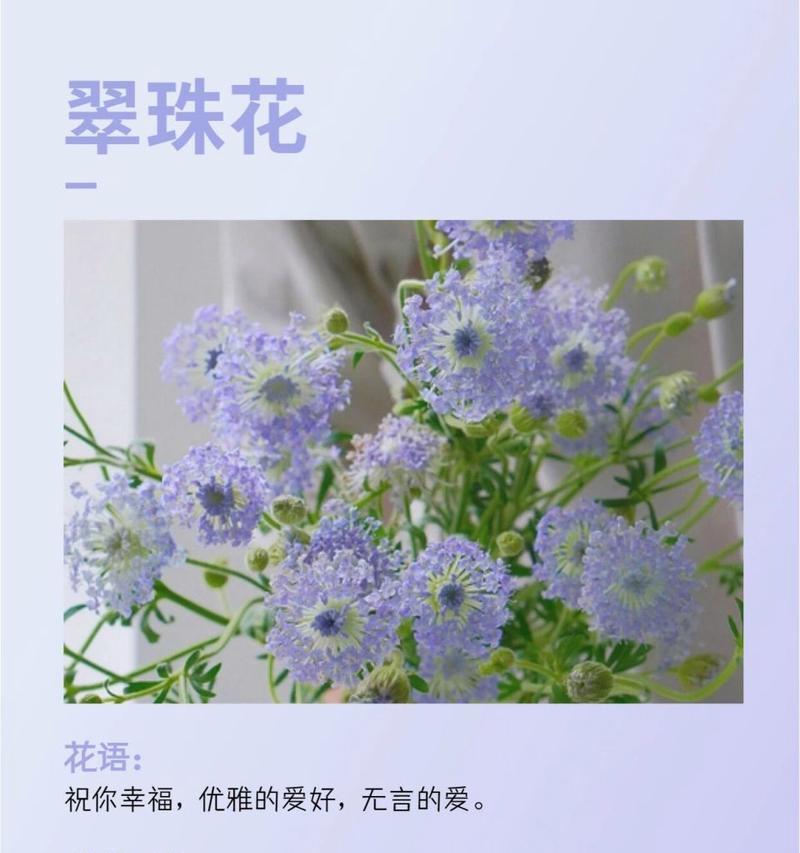 独断且专一的爱的花语是什么？哪种花语代表了坚定的爱？