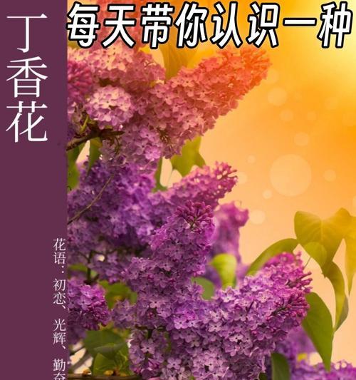 粉红佳人的花语是什么？它有何特别寓意？