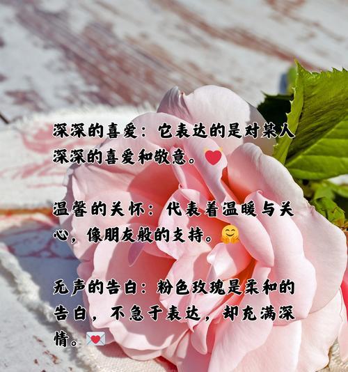 粉红佳人的花语是什么？它有何特别寓意？