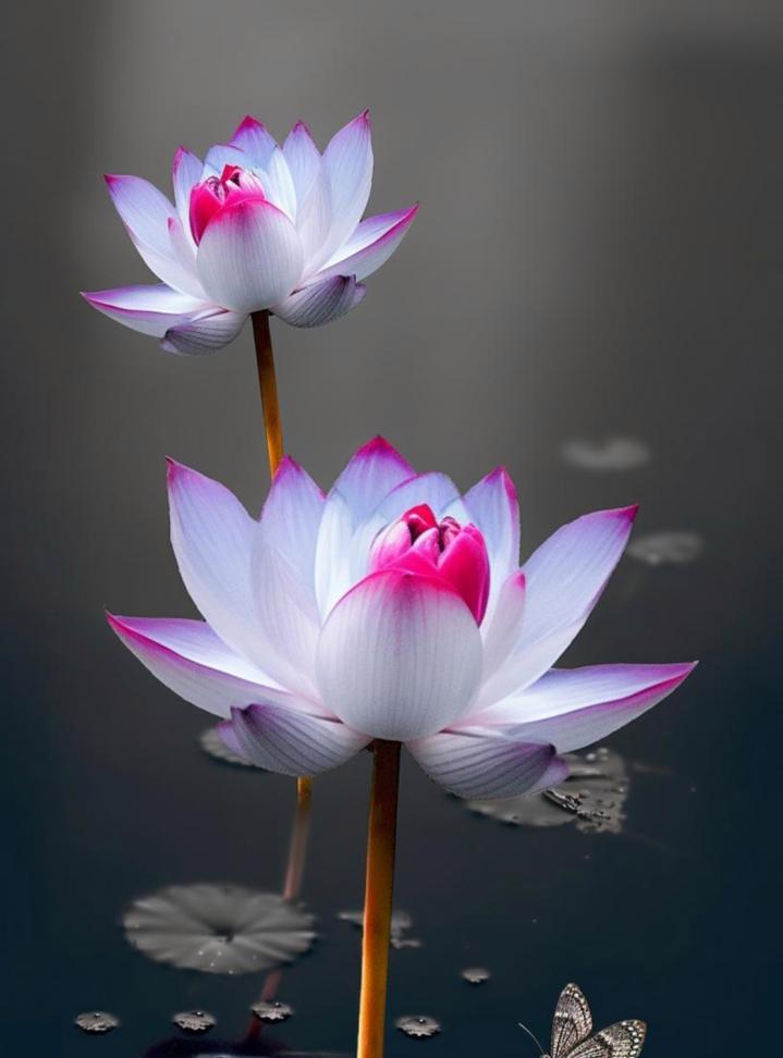象征夏天的季语花语是什么？夏天的花卉有哪些特别含义？