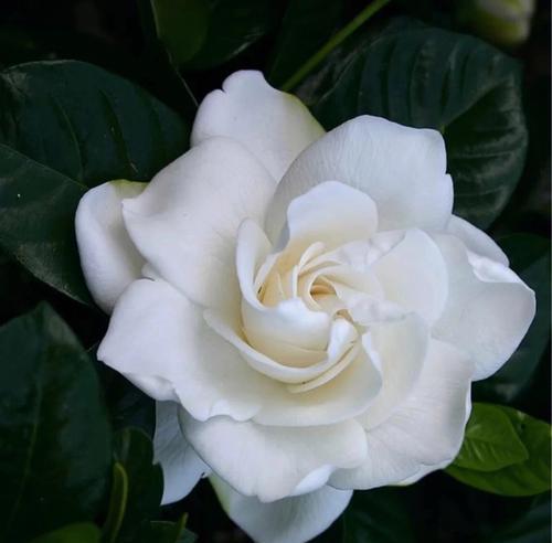 栀子花的花语和象征寓意是什么？栀子花代表了什么？