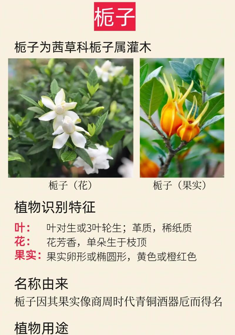 栀子花的花语和象征寓意是什么？栀子花代表了什么？