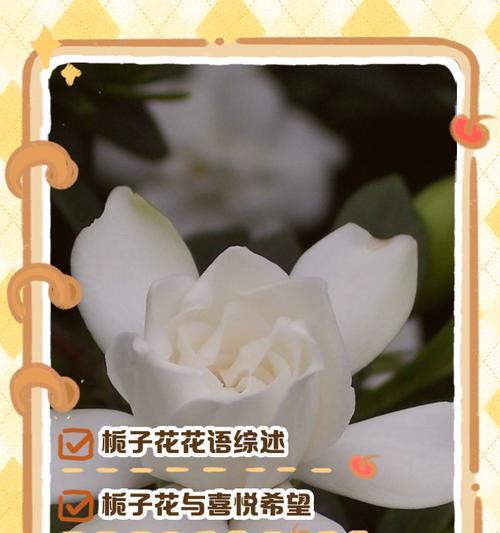 栀子花的花语和象征寓意是什么？栀子花代表了什么？