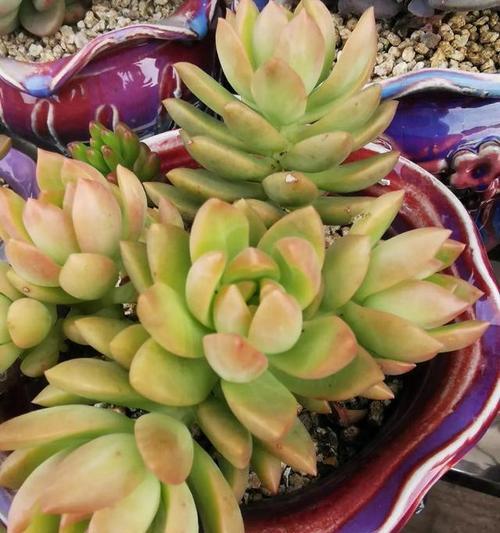 多肉植物的花语和寓意是什么？