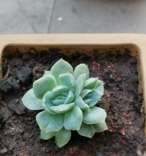 多肉植物的花语和寓意是什么？