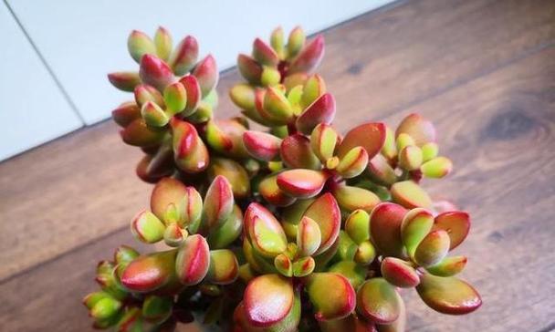 多肉植物的花语和寓意是什么？