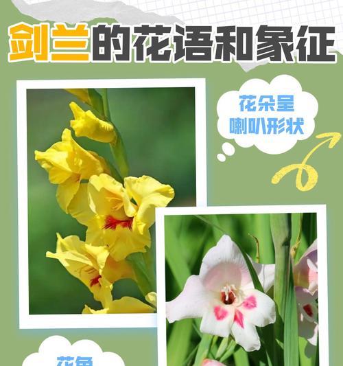 种花的花语有哪些？它们代表了什么？