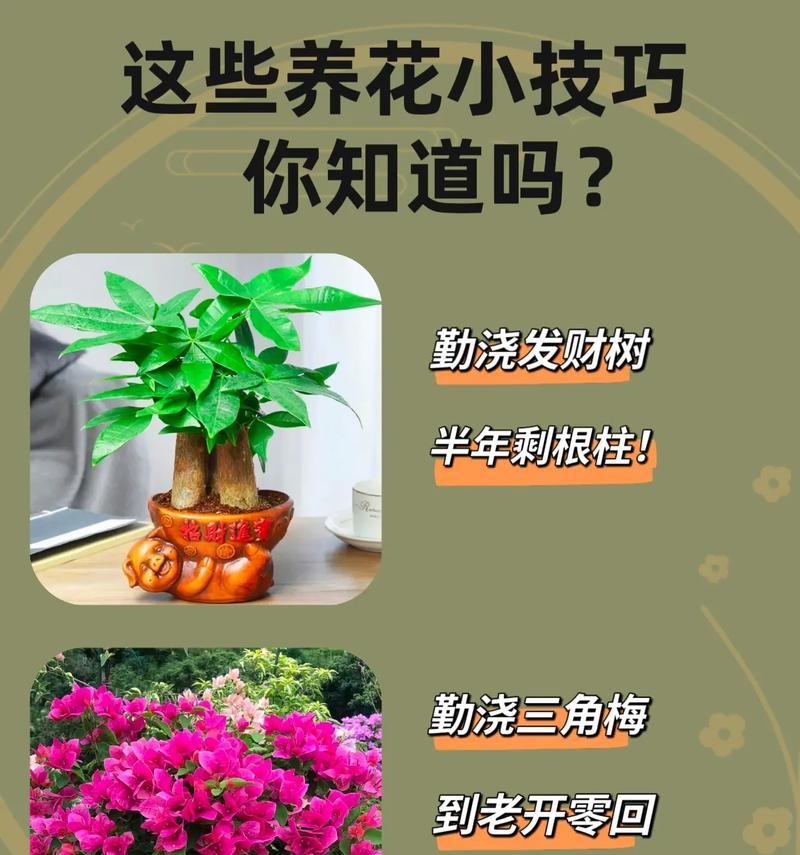 种花的花语有哪些？它们代表了什么？