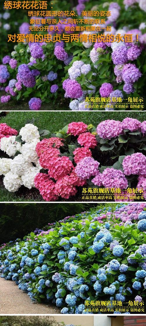 手工花的花语与生肖有何关联？