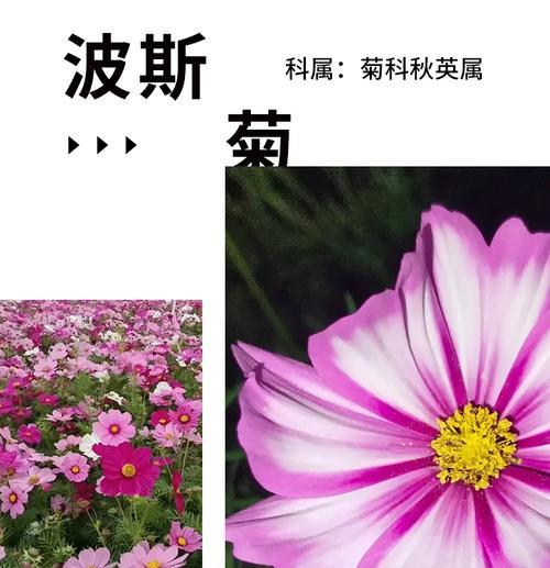 波斯菊代表什么寓意和花语？波斯菊的特别含义？
