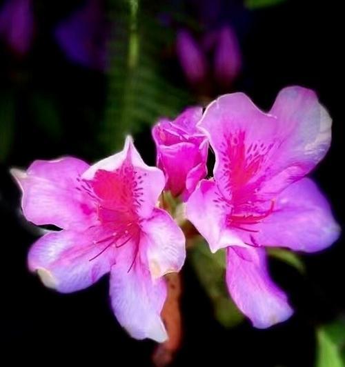 杜鹃花传递了什么信息？它的花语有何寓意？