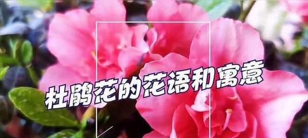 杜鹃花传递了什么信息？它的花语有何寓意？
