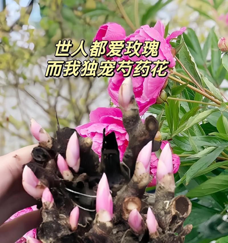 独属于她们的花语有何含义？这种花代表了什么？