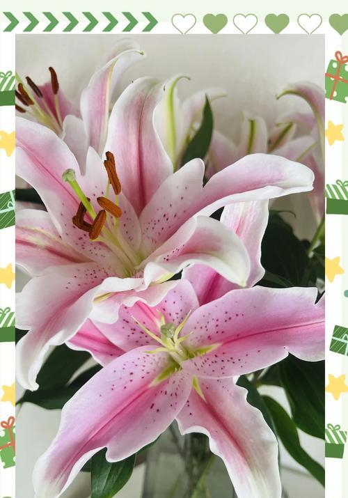 独属于她们的花语有何含义？这种花代表了什么？