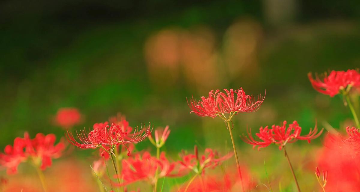 独属于她们的花语有何含义？这种花代表了什么？