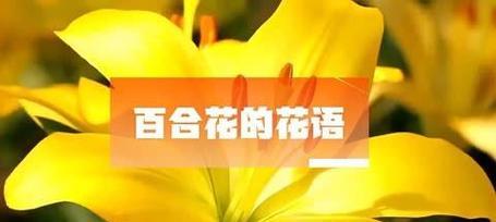 哪种花的花语象征轻率？