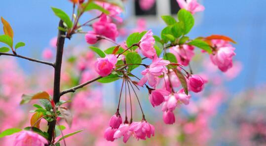 蓼吊花的花语具体表达什么？