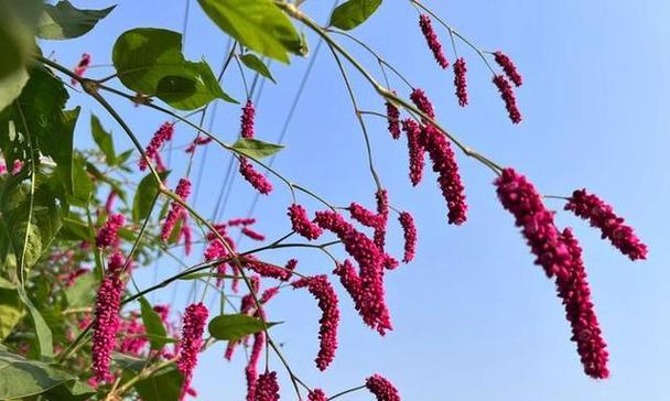 蓼吊花的花语具体表达什么？