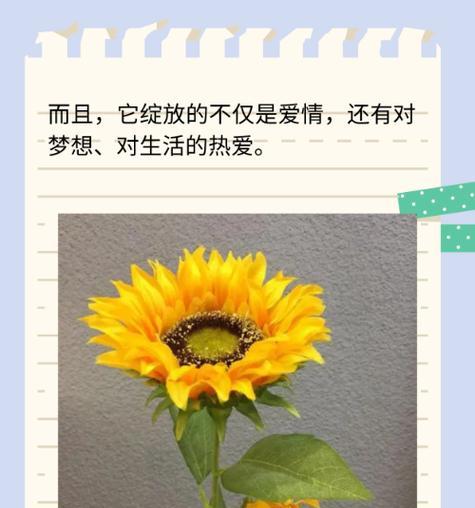 还有哪些花的花语和寓意值得了解？