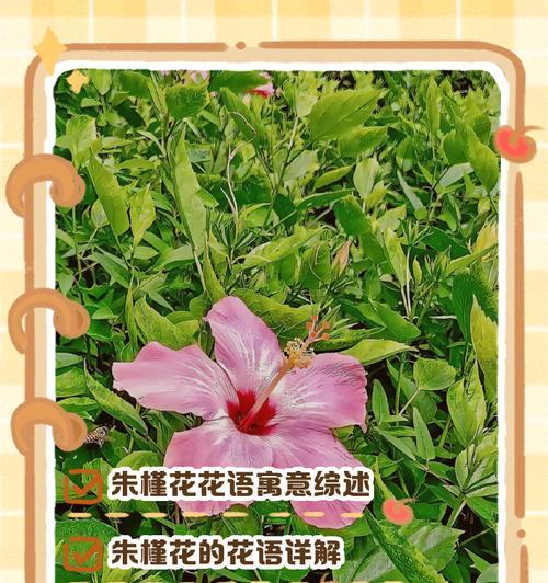 还有哪些花的花语和寓意值得了解？