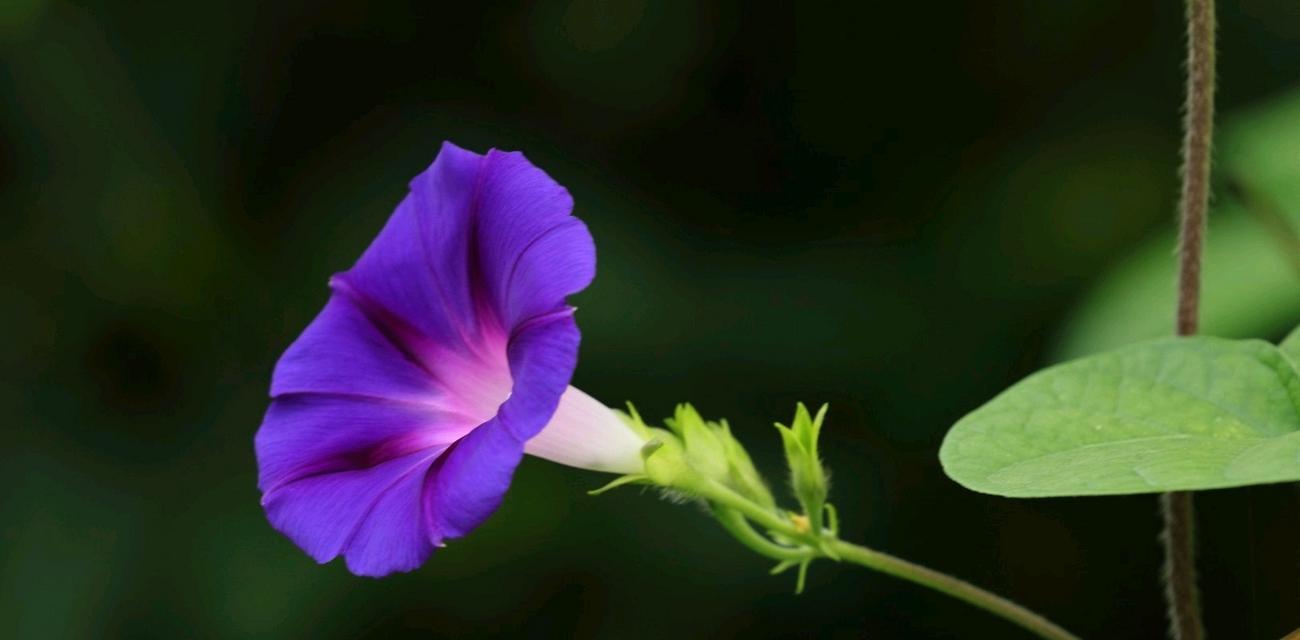 藤蔓花的花语代表什么？