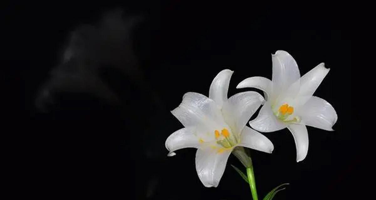 宇宙主题花语有何深意？