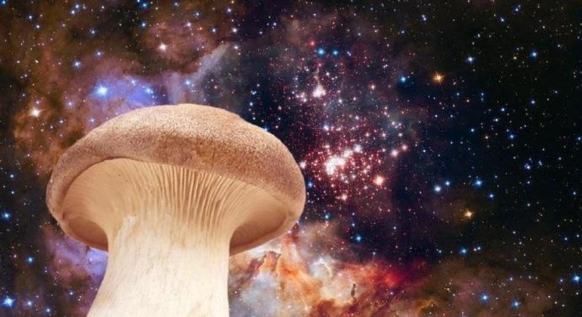 宇宙主题花语有何深意？