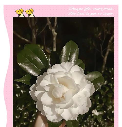女友生气时应送什么花语？如何用花语安慰她？