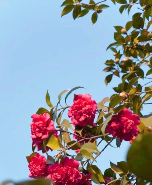 黑山茶花的花语代表什么？