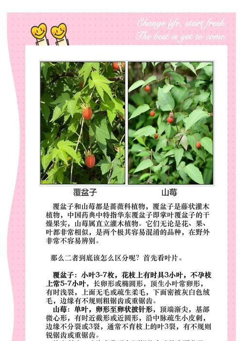 树梅的花语代表什么？
