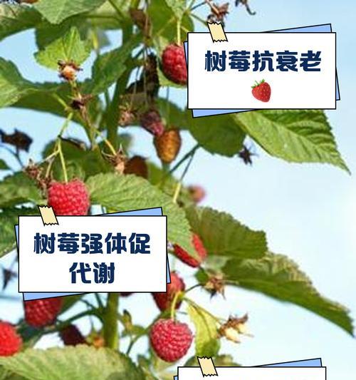 树梅的花语代表什么？