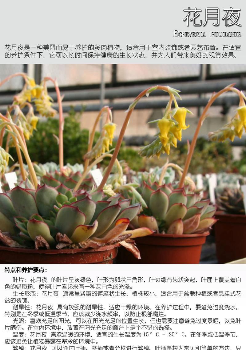 花语月色的结局预示着什么？