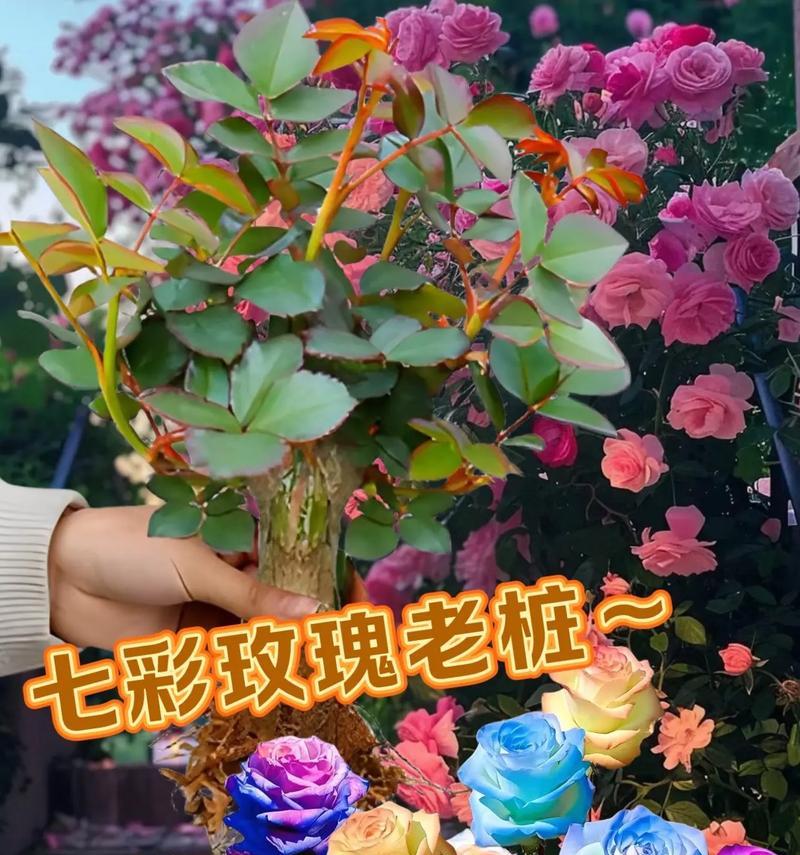 春天送玫瑰花如何选择？哪些玫瑰既美观又经济？