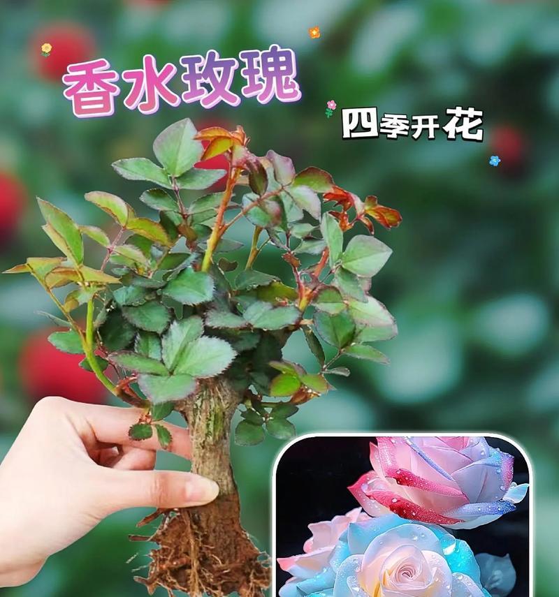 春天送玫瑰花如何选择？哪些玫瑰既美观又经济？