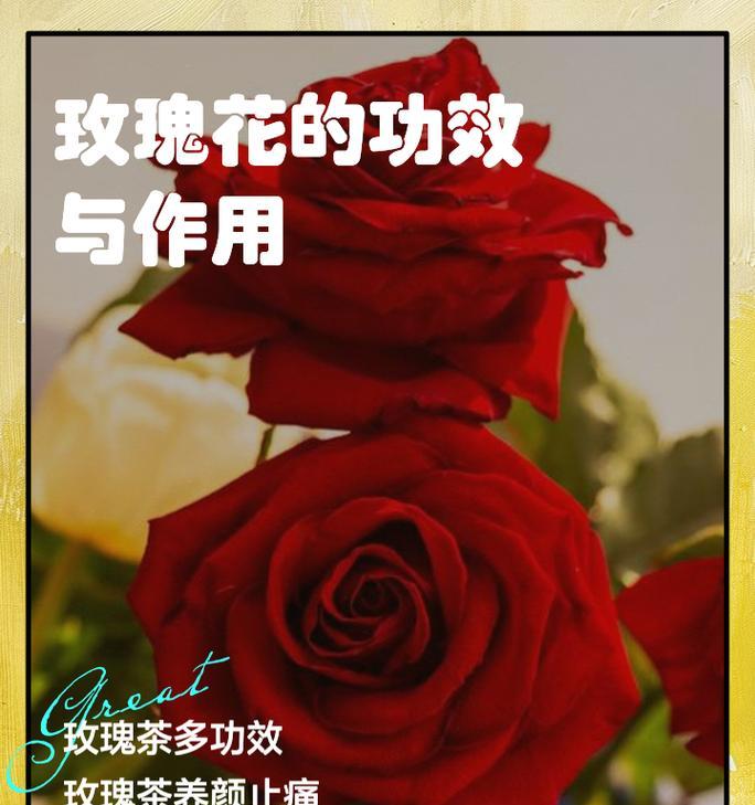 守护的玫瑰花语代表了什么？