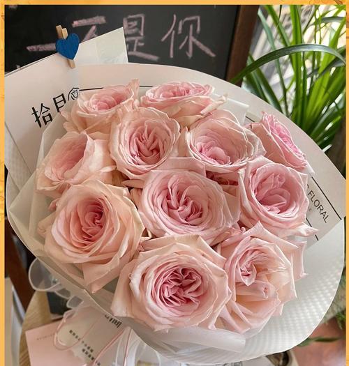 守护的玫瑰花语代表了什么？