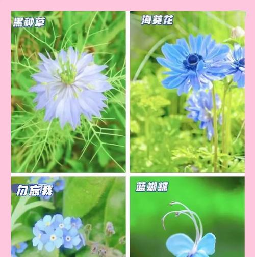 日常日子的花语有哪些？它们各自代表什么意义？