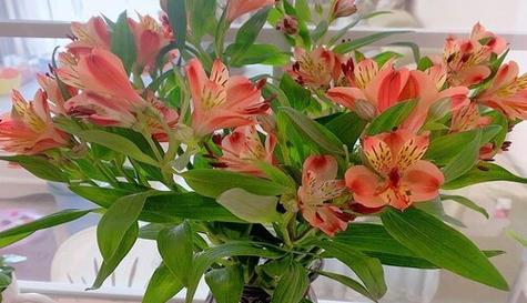 什么花语代表过年？过年时应该选择哪种花？