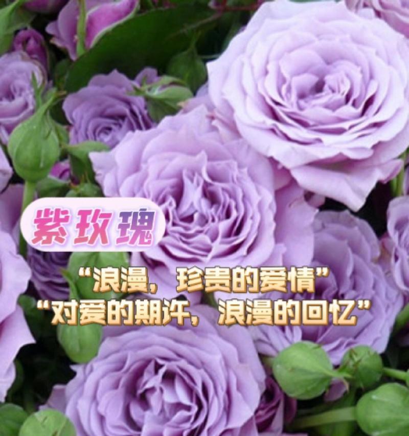 紫色玫瑰种子的花语有何特别之处？
