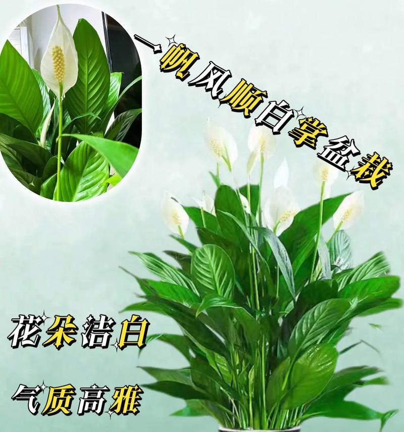 一帆风顺花的寓意是什么？