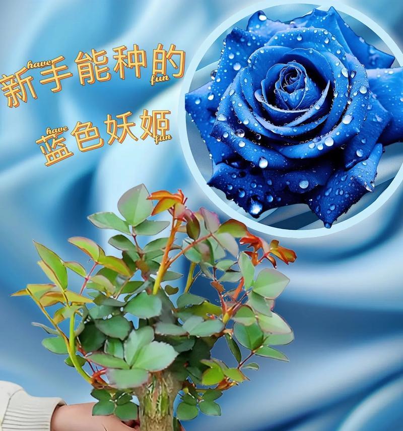23朵蓝色妖姬传递了什么信息？花语中有哪些深意？