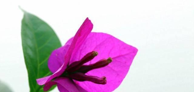 回到从前的花语是什么？哪些花能表达怀旧之情？