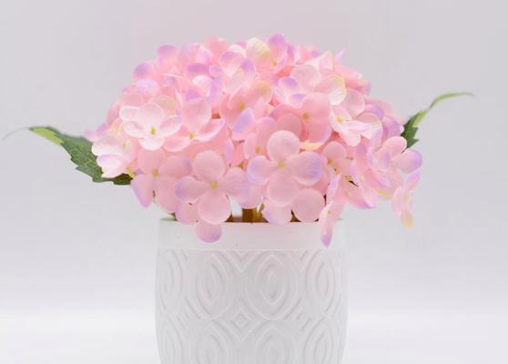 慷慨心花的寓意是什么？它的花语有何深意？